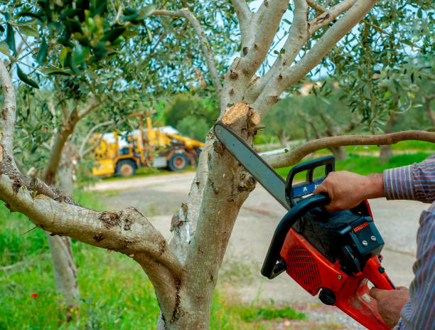 Tree Removal for Businesses in Agua Dulce, CA